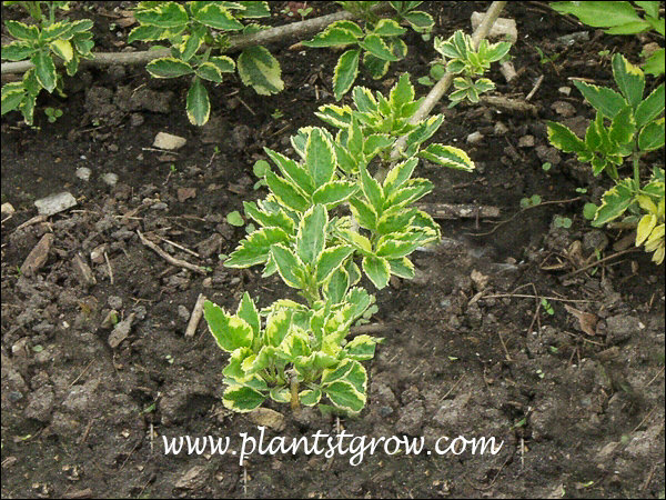 A close-up of the variegated foliage (picture taken May 5th)